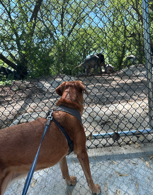 A brown dog on a leash looking through a fence at a goat on a rocky hill with trees in the background.