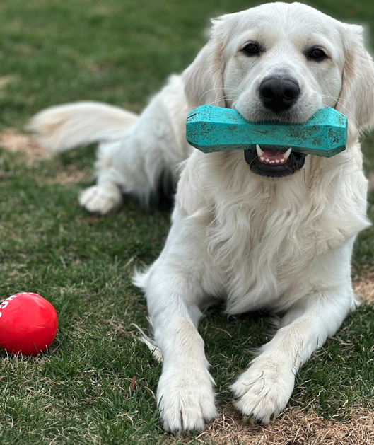Cute golden retriever puppy lying on grass with a blue chew toy in its mouth and a red toy nearby