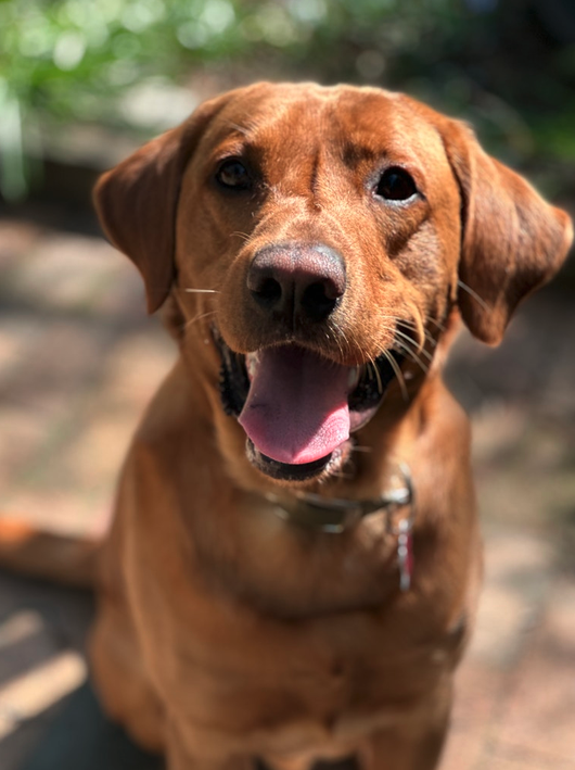 A happy brown dog with floppy ears and an open mouth sitting outdoors on a sunny day.