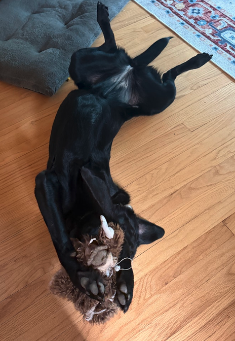 A black dog lying on its back on a hardwood floor, playing with a brown stuffed animal toy.