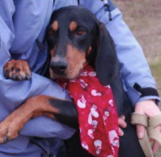 A black and tan dog with long ears wearing a red bandana with white skulls, being held by a person in a blue jacket.