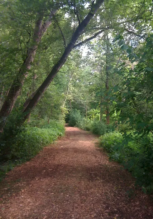 A dirt pathway in a green wooded forest with trees and bushes on either side.