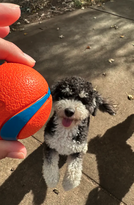 A small black and white dog with fluffy fur smiling with its tongue out during an outdoor playtime, with a hand holding an orange and blue rubber ball in front of it.