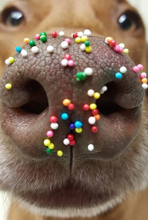 Give the Gift of Snoot Squad