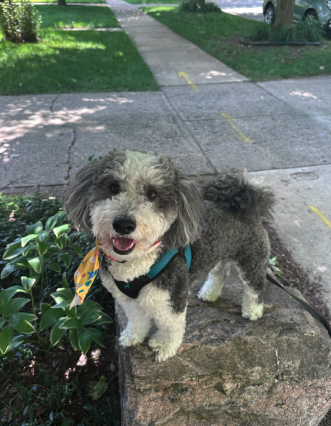 A happy gray and white poodle mix dog standing on a sidewalk near some green plants, looking at the camera with its tongue out. dog walk