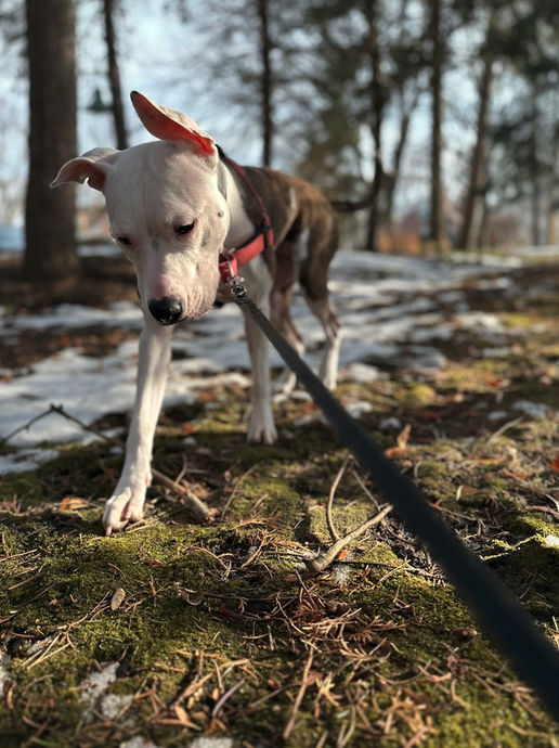 Small white and brown dog on a walk in a wooded area with patches of snow, moss, and fallen leaves. Dog walk hike