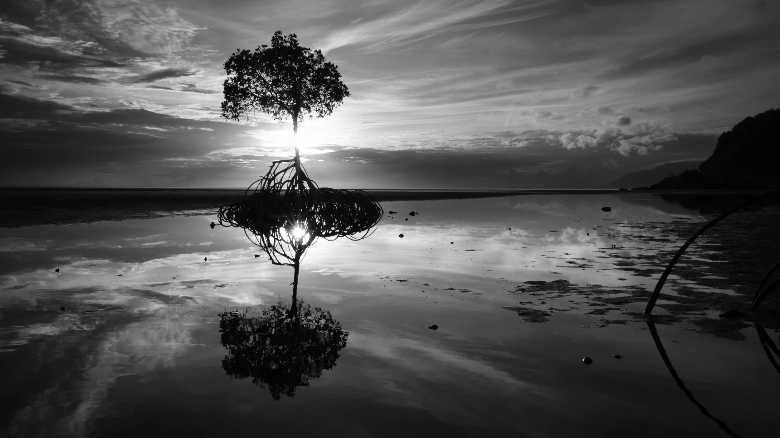 Black and white fine art landscape photograph from From Land to Sea by Tommy (Thomas) Salpietro, depicting a mangrove tree in Kuku Yalanji Country, Far North Queensland, Australia. Documentary photography exploring Country, nature.