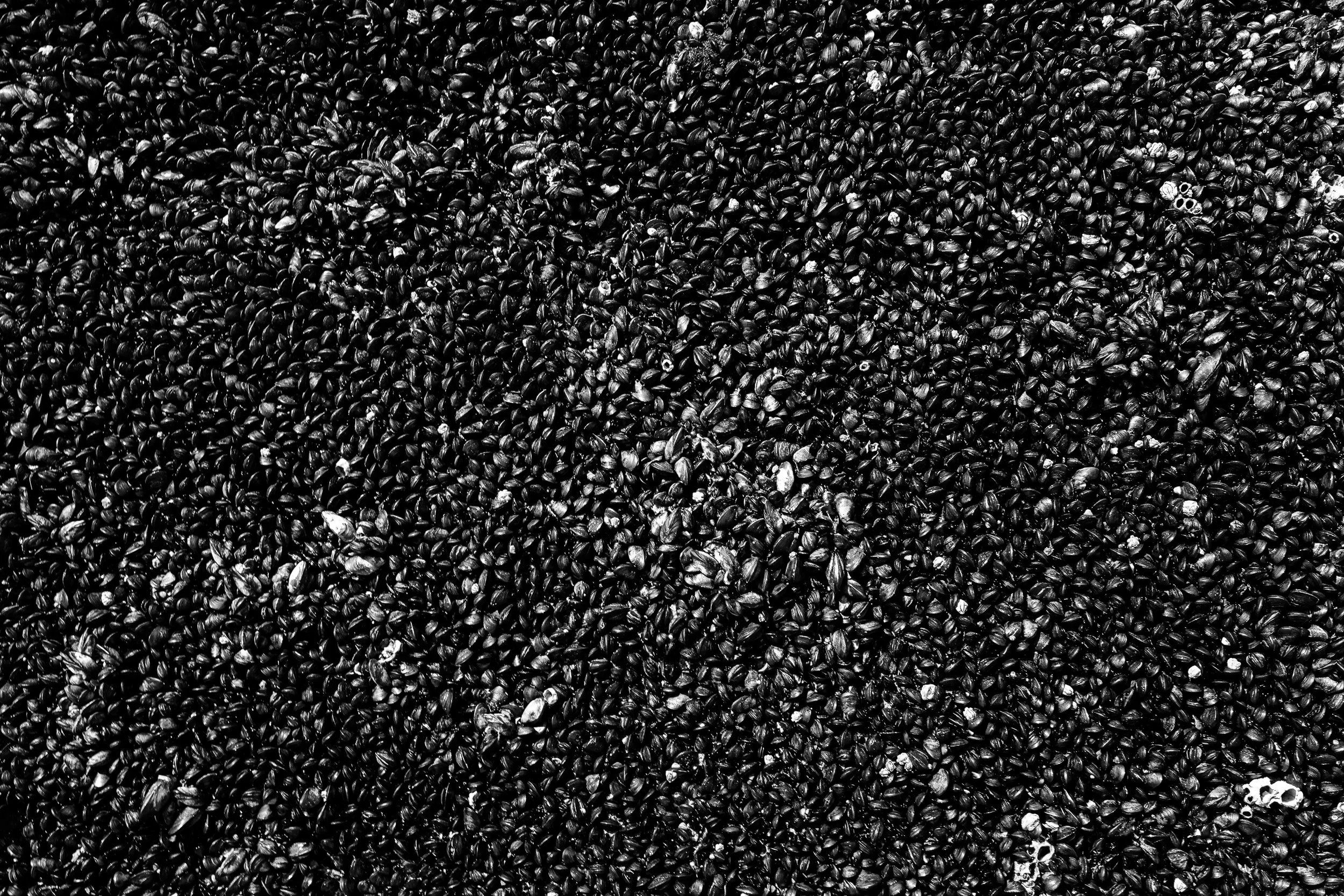 Black and white fine art photograph from STRATA by Tommy (Thomas) Salpietro, depicting weathered coastal stone shaped by millions of years of geological change. Mussels Growing