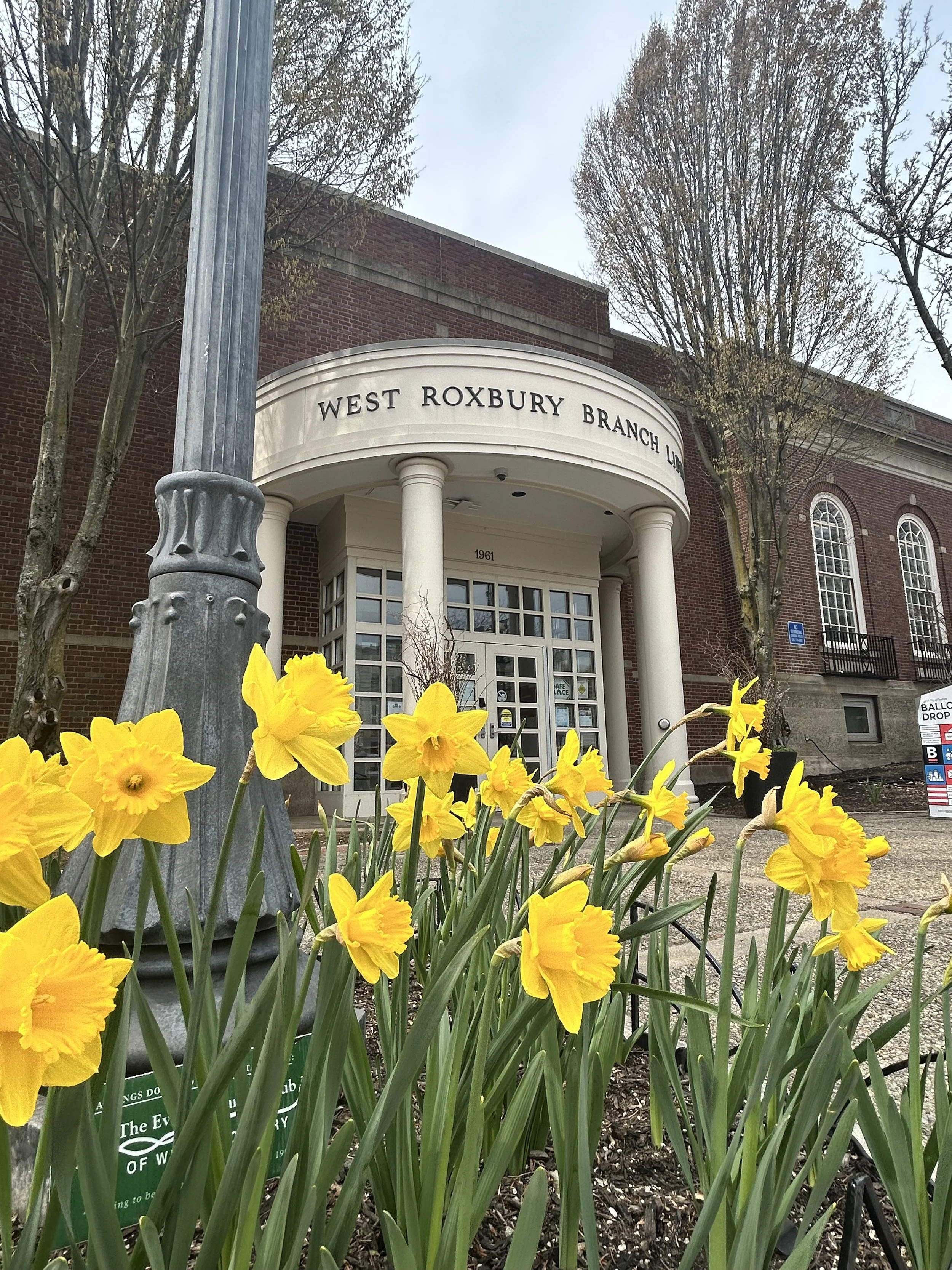 Yellow daffodils in front of the building entrance of West Roxbury Branch Library, with a brick facade, white columns, trees, and a street pole nearby.