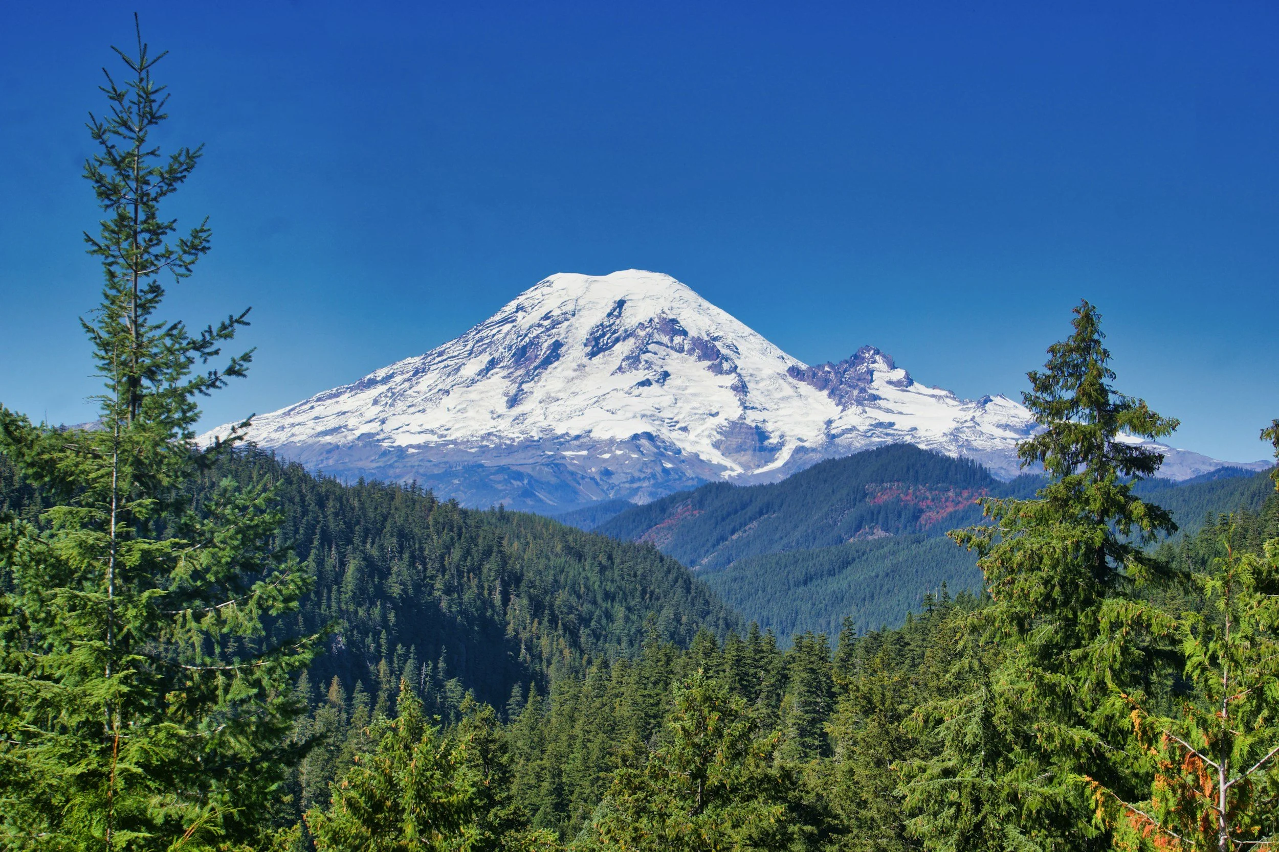 Snow-capped mountain behind forest of tall green pine trees against a clear blue sky.