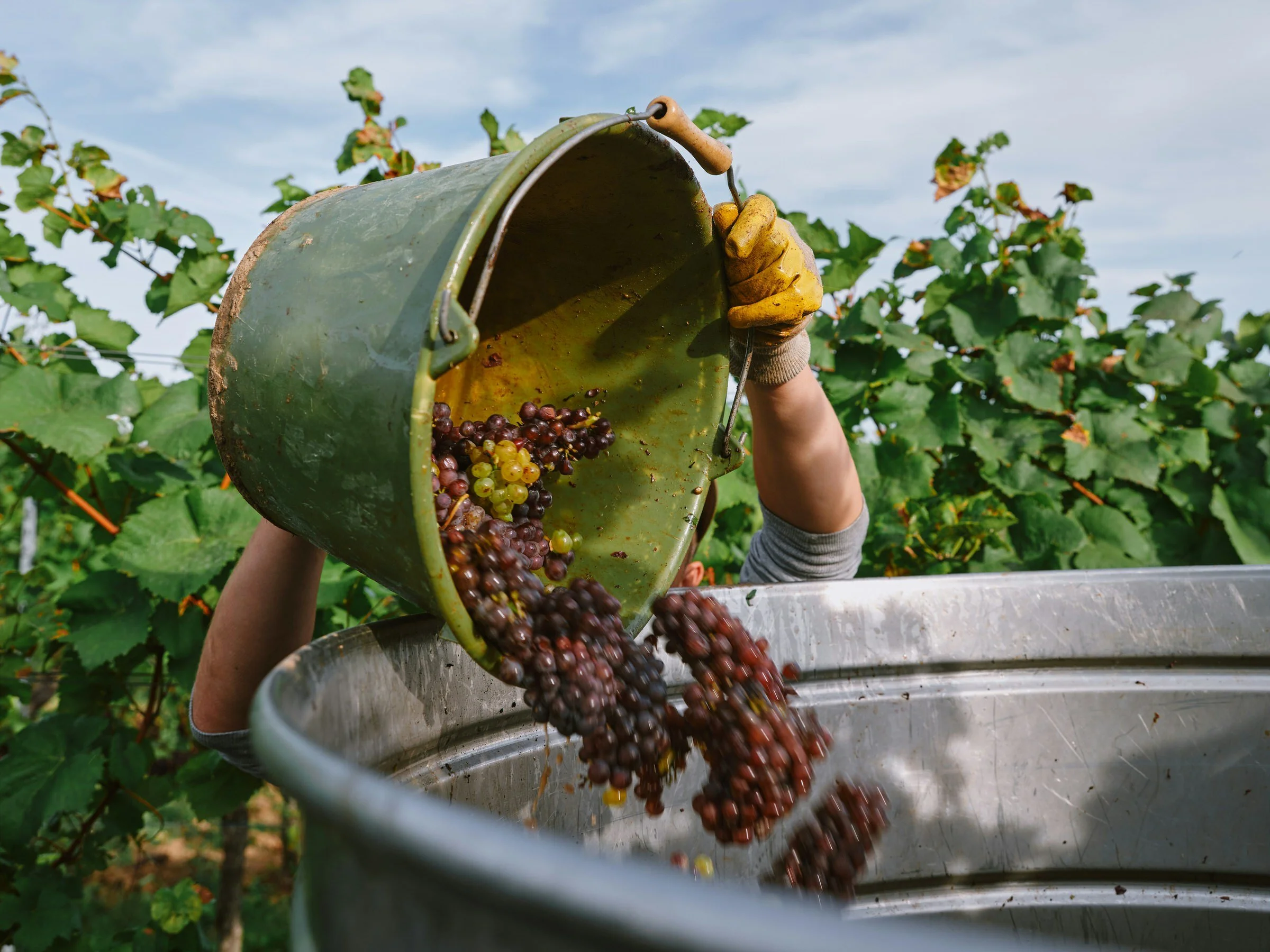 Person pouring harvested grapes from a metal bucket into a larger container in a vineyard.