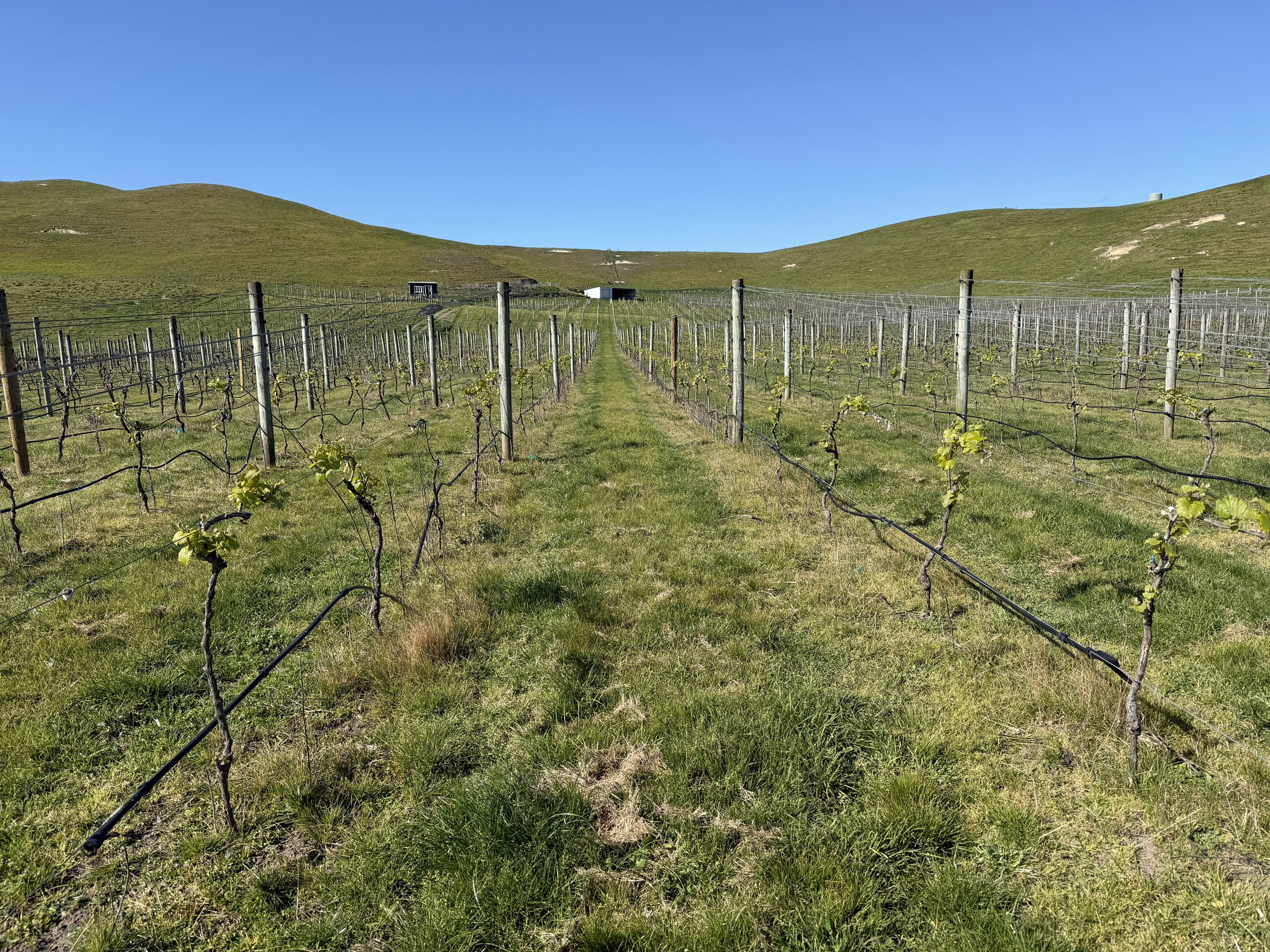Dr Mark “Kraz” Krasnow — Viticulture Consultant