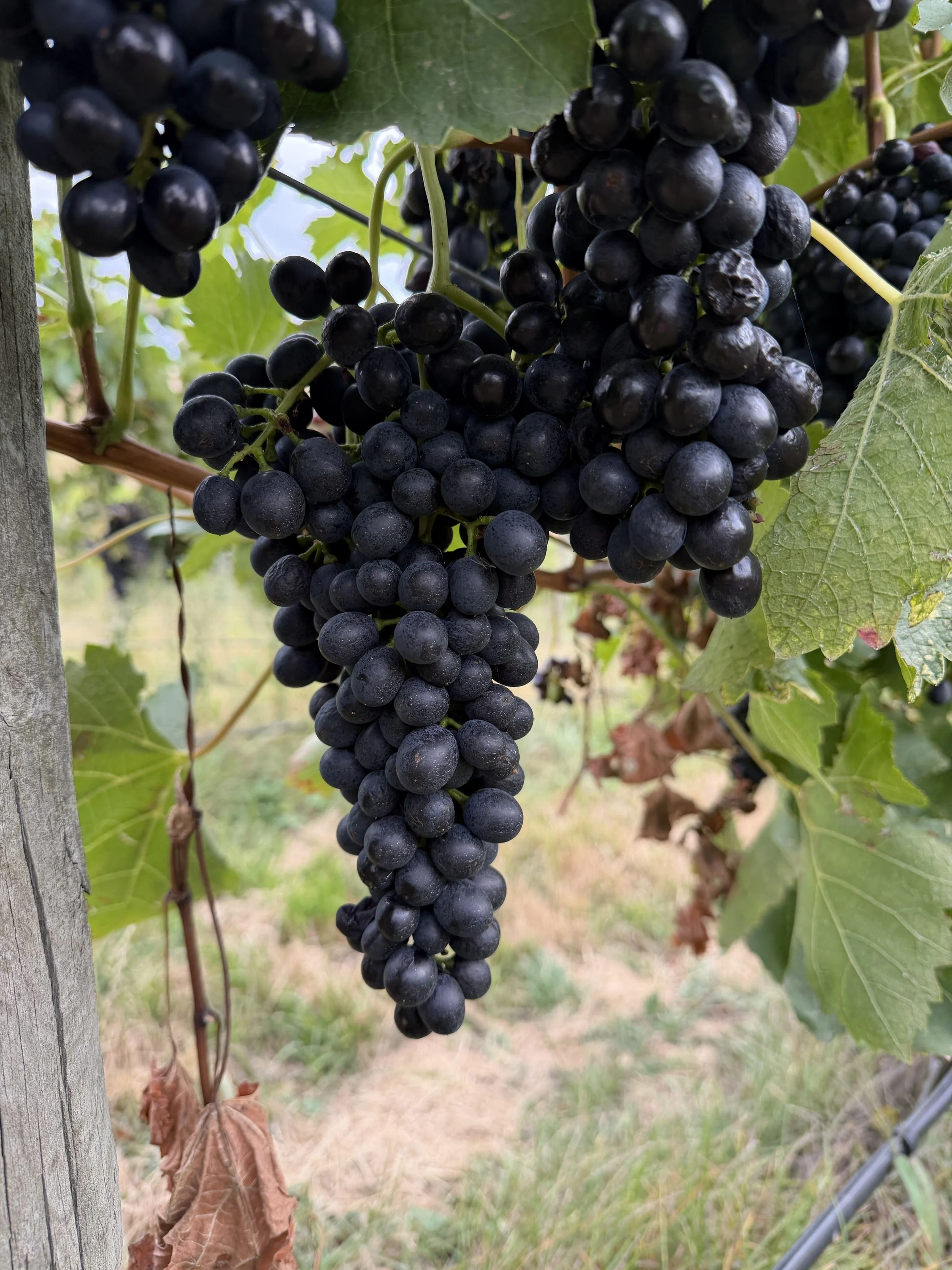 Close-up of a bunch of black grapes hanging from a vine outdoors.