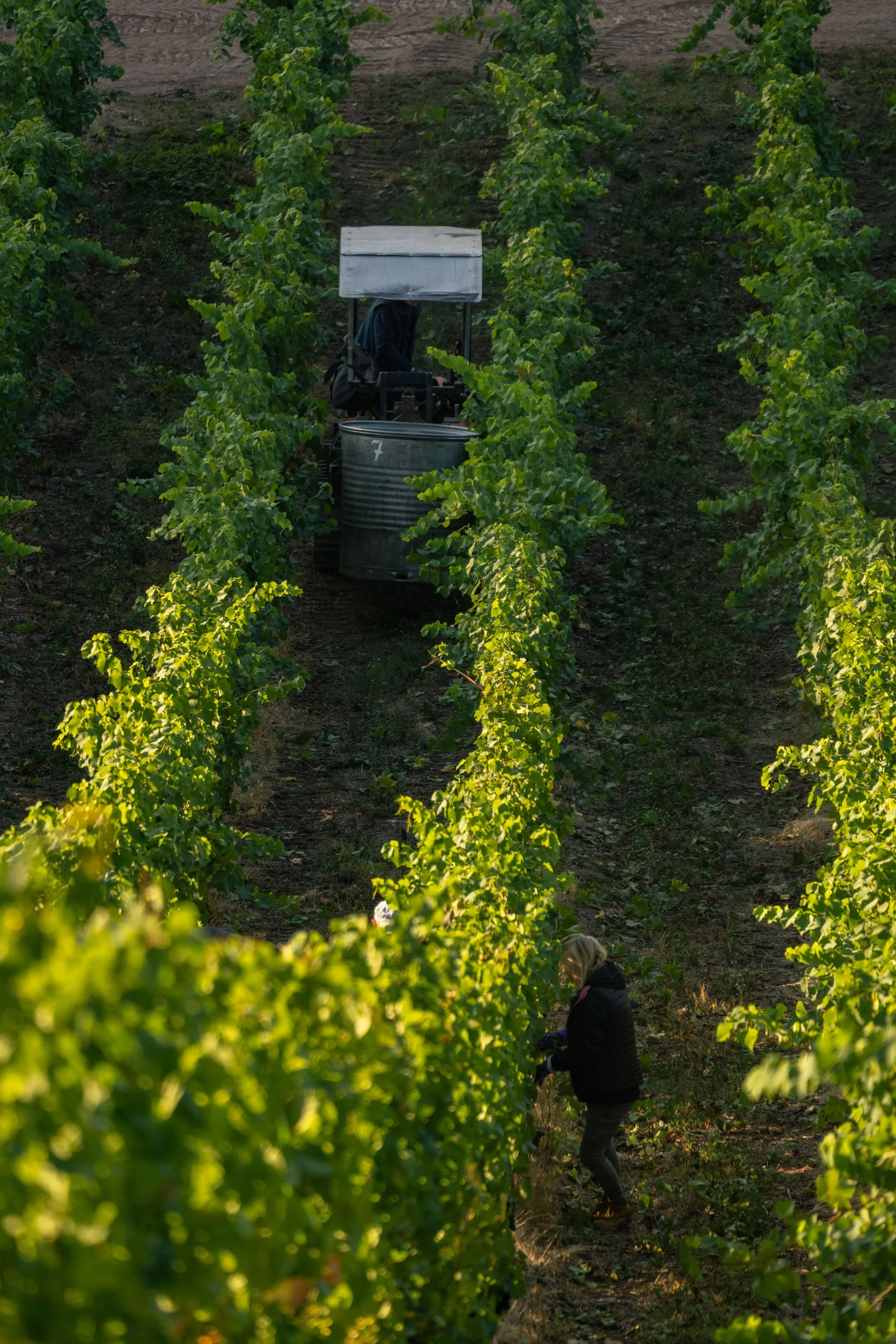 A person riding a tractor through a vineyard surrounded by green grapevines, with another person standing on the ground nearby.