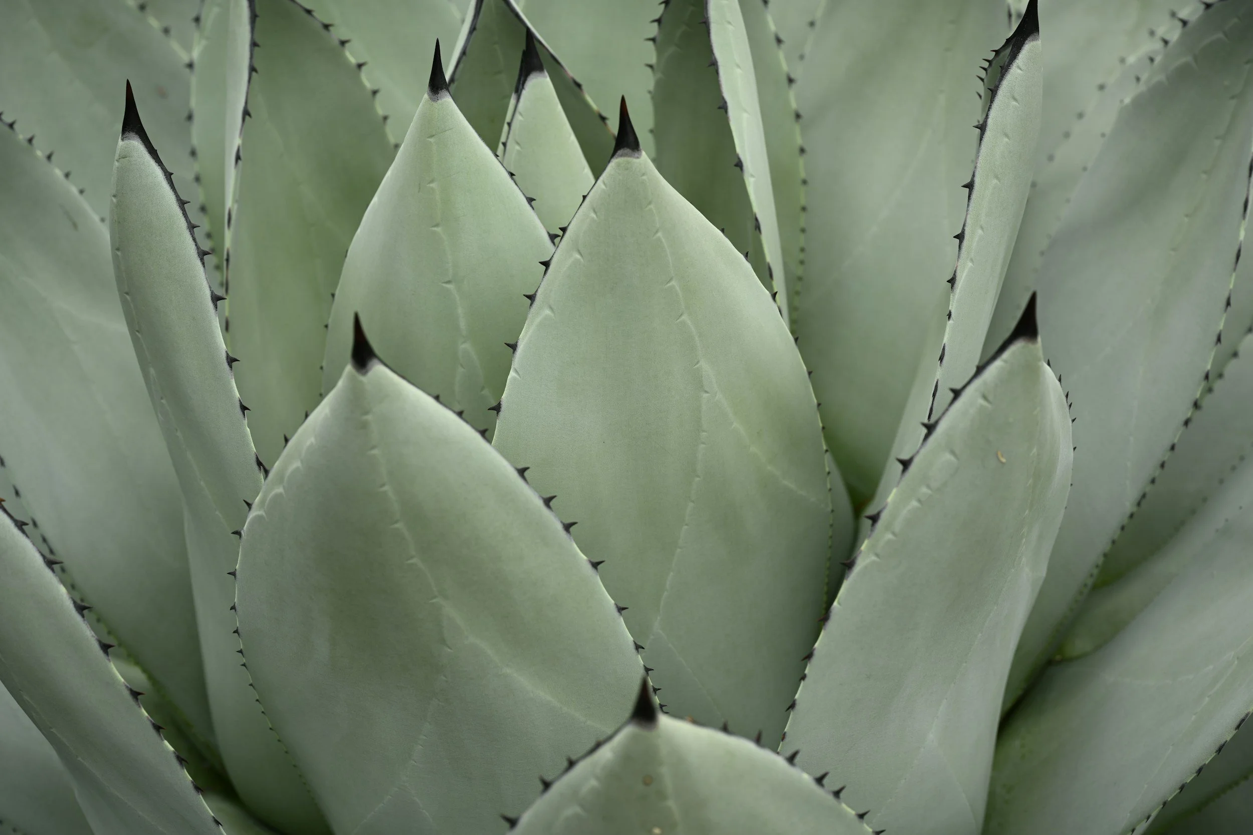 Close-up of green agave plant with sharp spines along the edges of its thick, fleshy leaves.