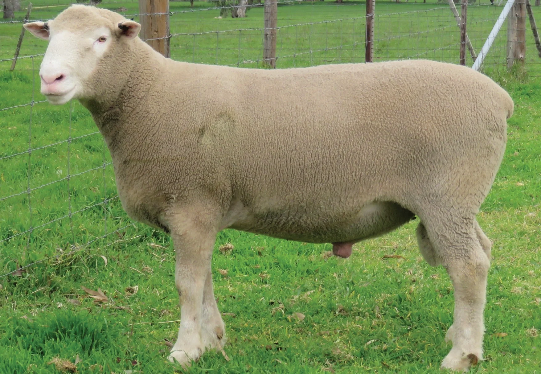 Danroe stud, Gawler, buying lot four
