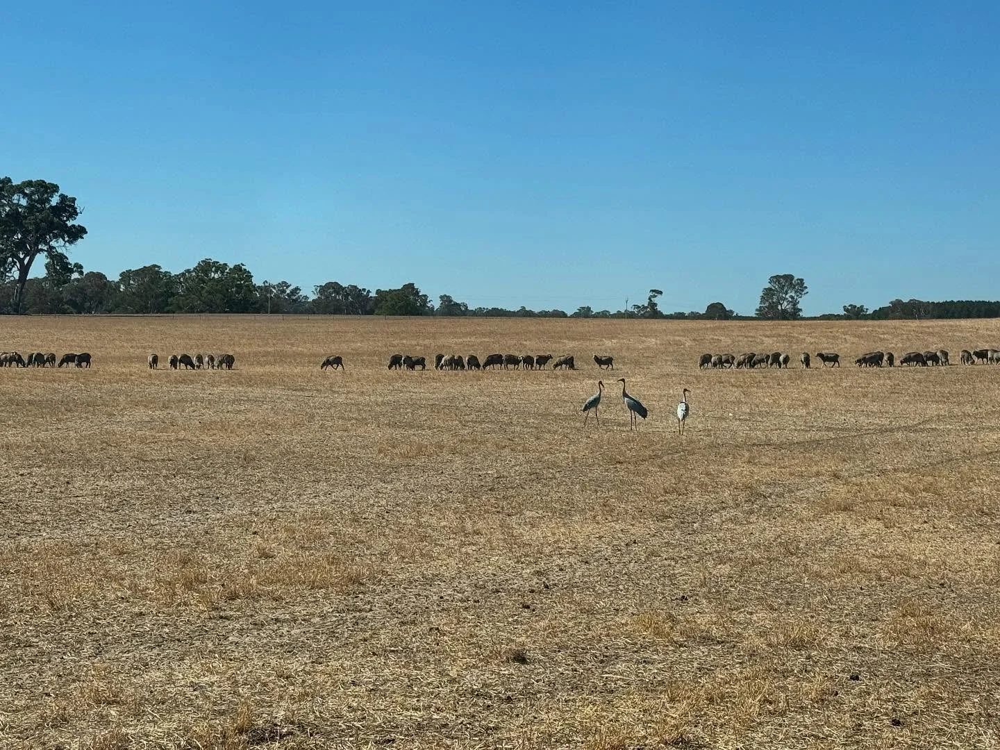 Some new residents to feed, found five of them on our rounds this morning 