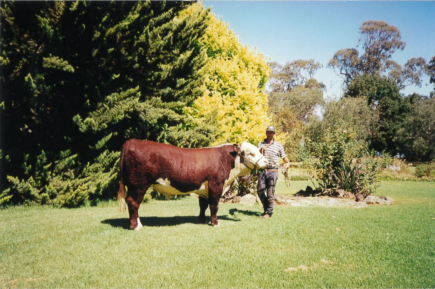WS_Cattle-2.webp