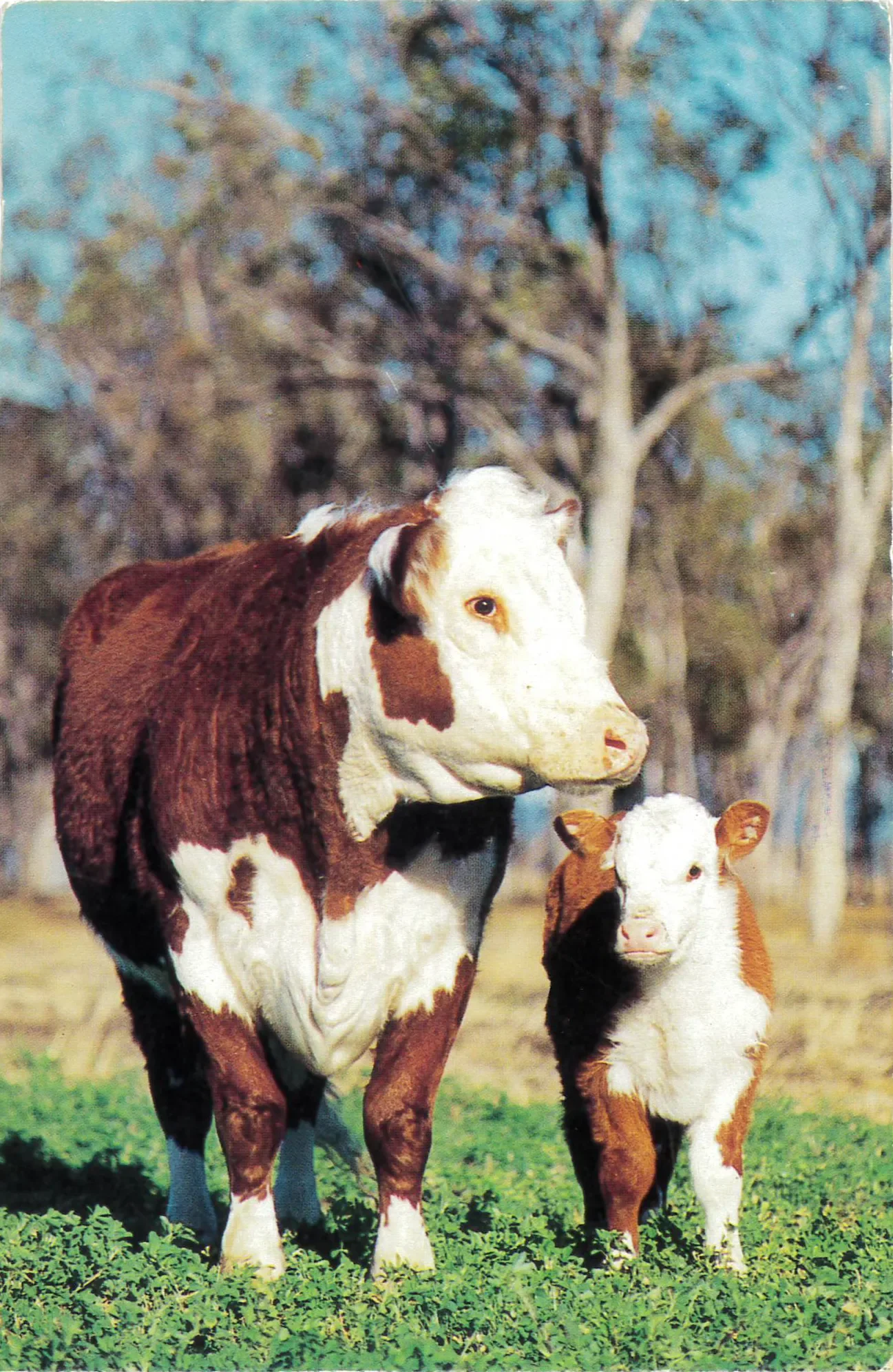 WS_Cattle-1.webp