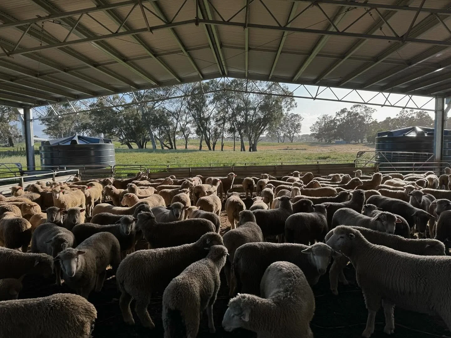 Sunday’s are for sheep work apparently 🐑