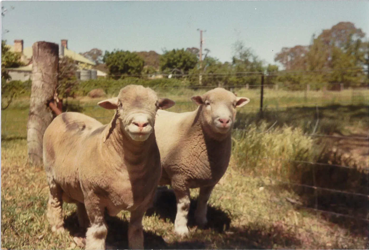 WS_Sheep.webp