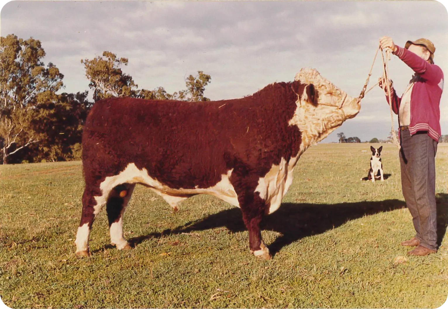 WS_Cattle.webp