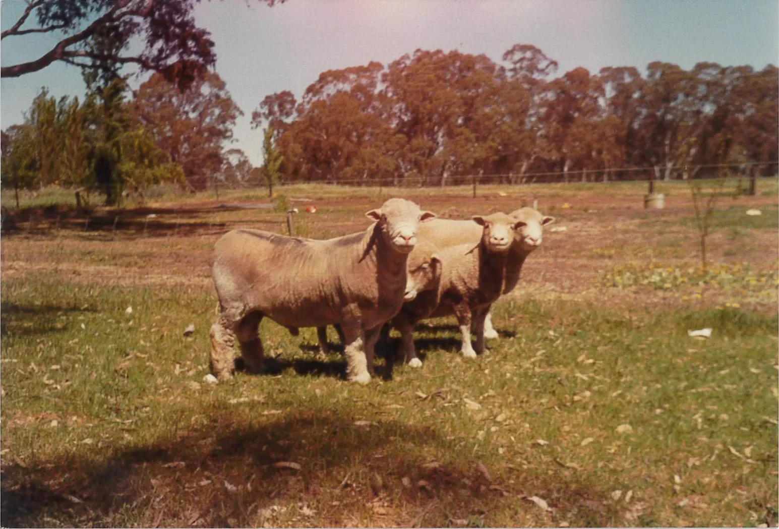 WS_Sheep-1.webp