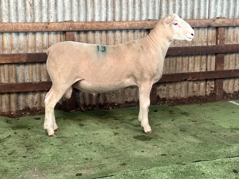 Valma 240461 - Top priced ram $18,000 at 2025 Valma Sale