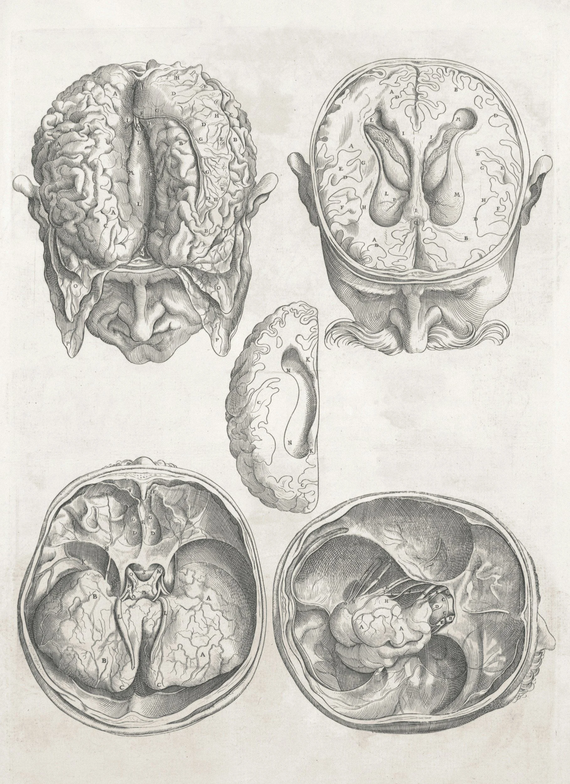 Black and white scientific illustration of human brain and skull sections, showing detailed anatomy with labeled parts.