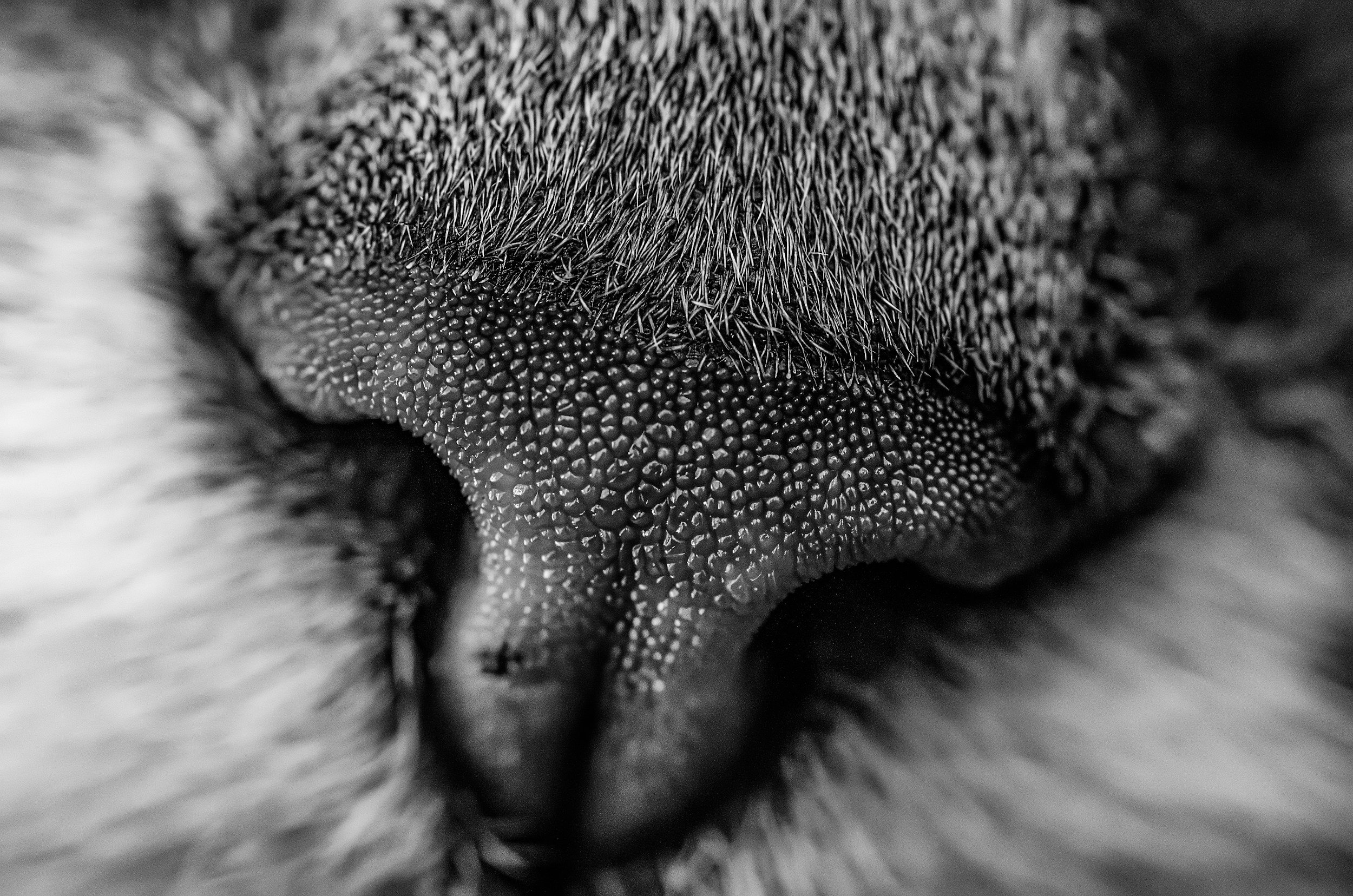 Close-up black and white photograph of a dog's nose, showing textured nose pad and surrounding fur.