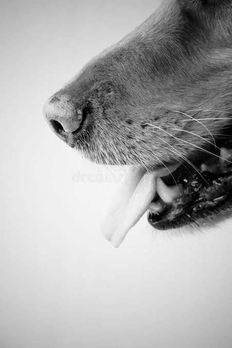 Close-up of a dog's snout, showing its nose, mouth, and tongue hanging out, in black and white.