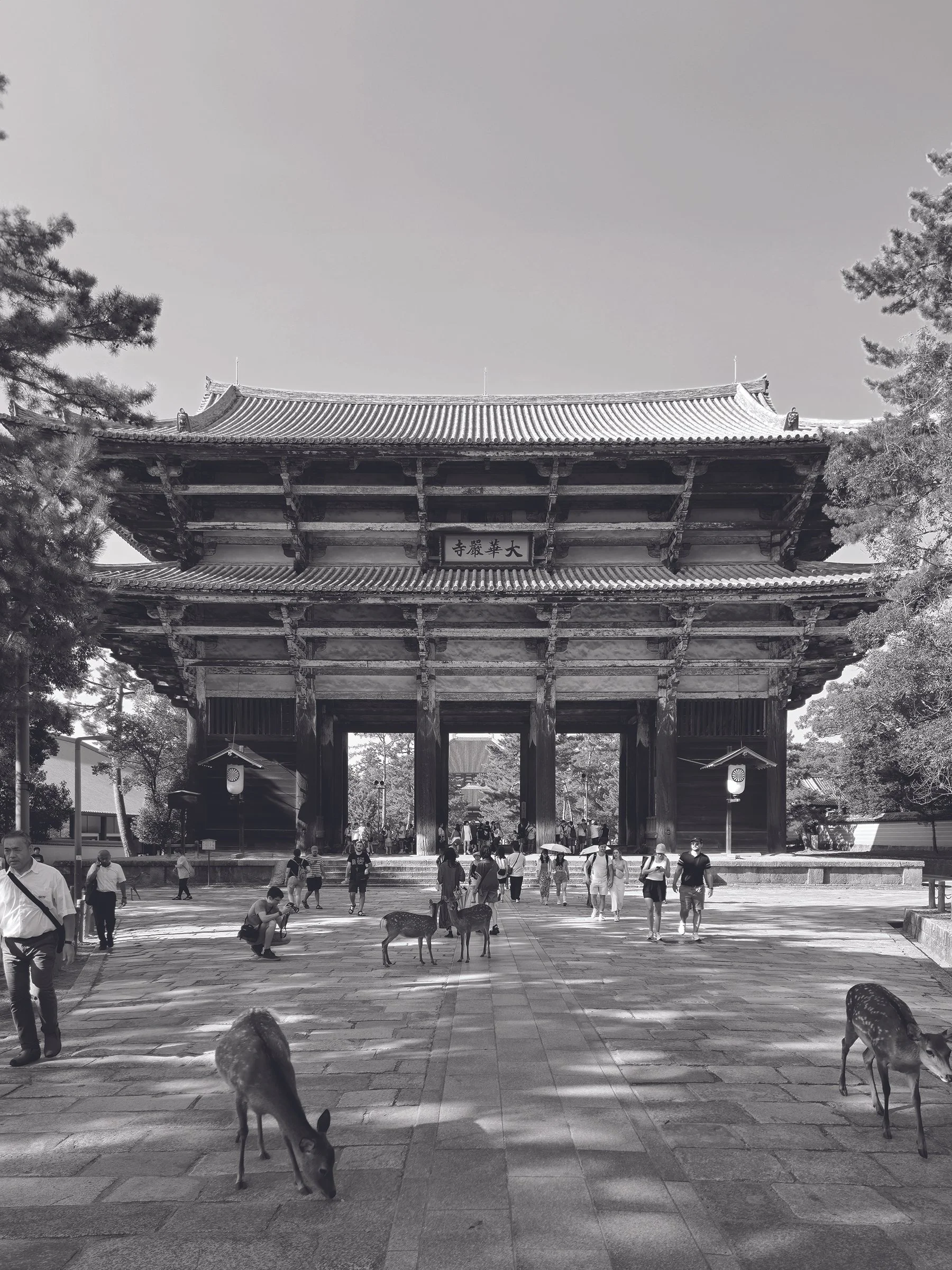 Photo of a traditional Japanese temple gate with many visitors and deer grazing in the foreground.