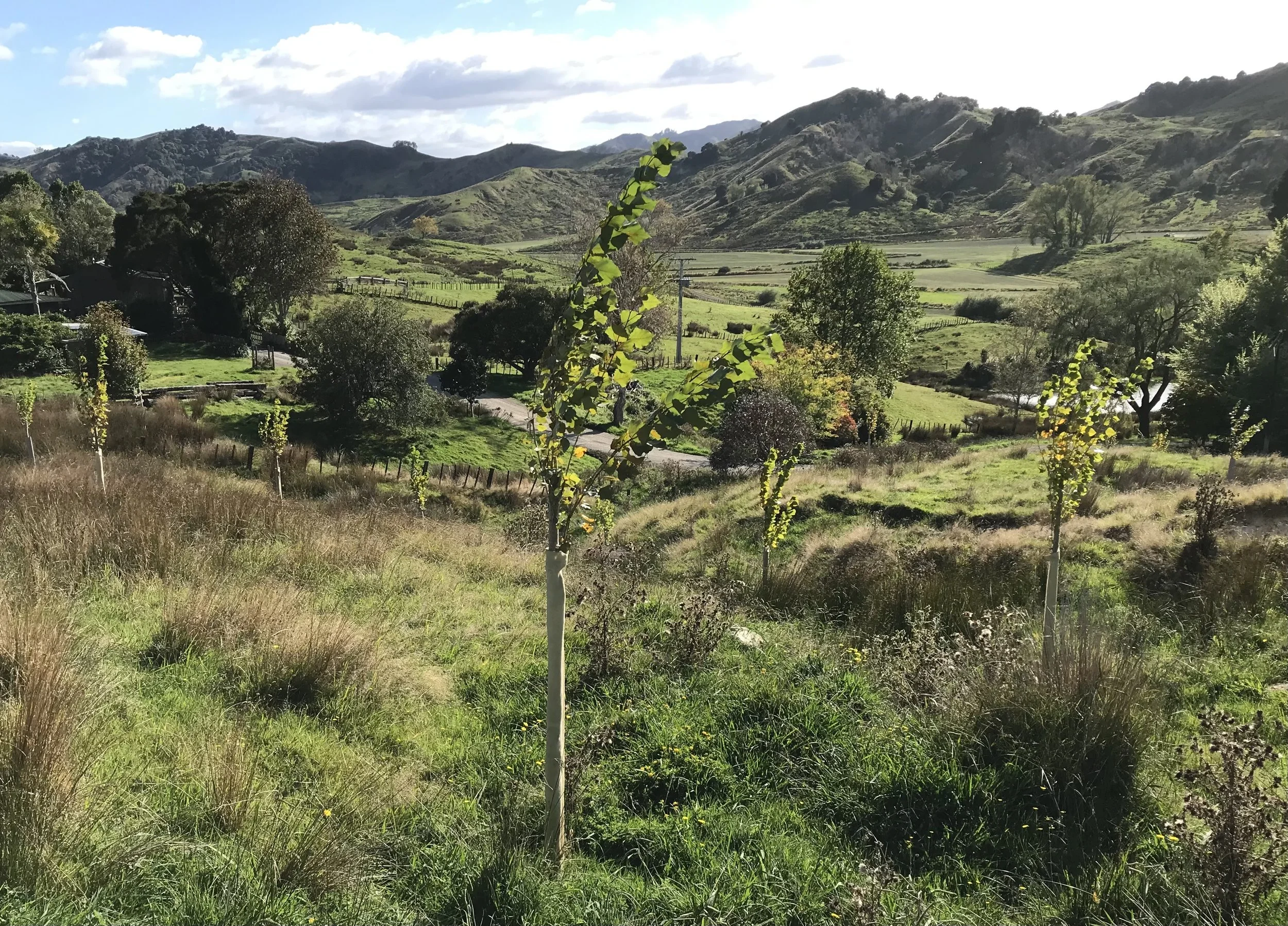Wool Pole Protector