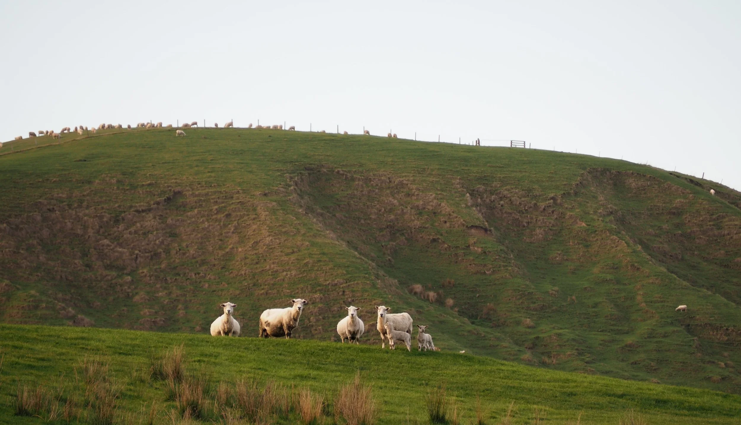Sheep grazing on a grassy hillside, with some sheep in the foreground and more scattered across the slope and at the top of the hill.