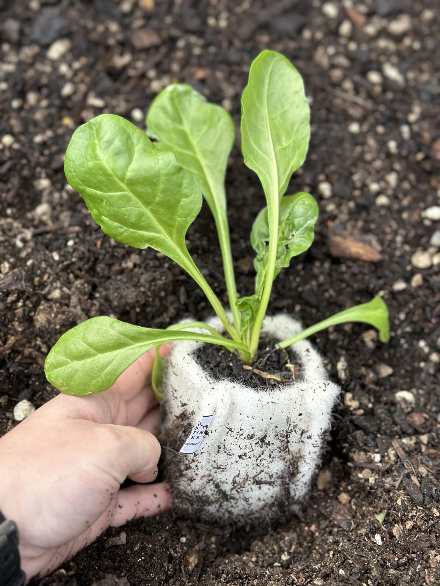 A person planting a young green leafy plant, possibly spinach, into dark soil with a white root ball attached to the plant.