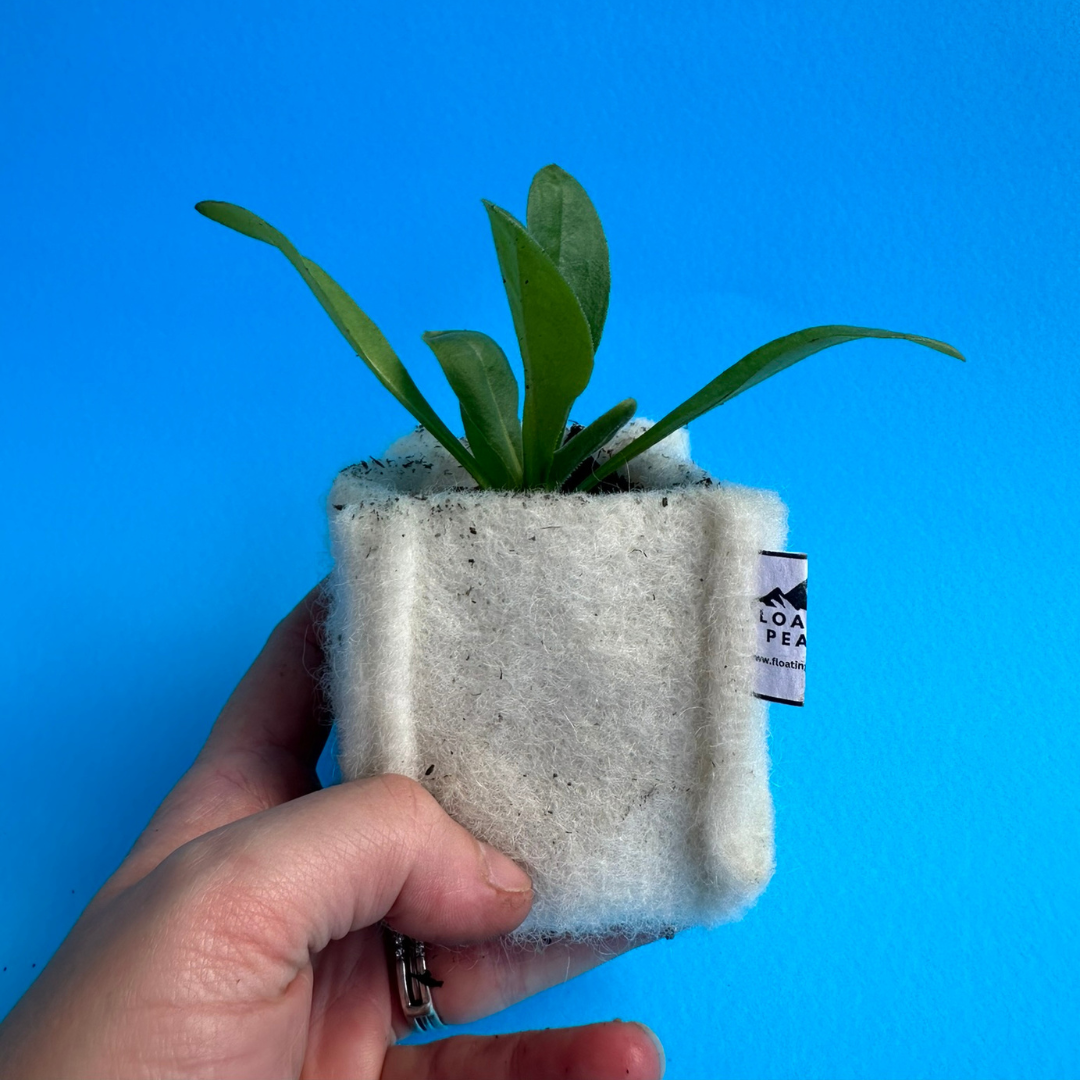 Hand holding a small potted plant with green leaves in a white felt pot against a blue background.
