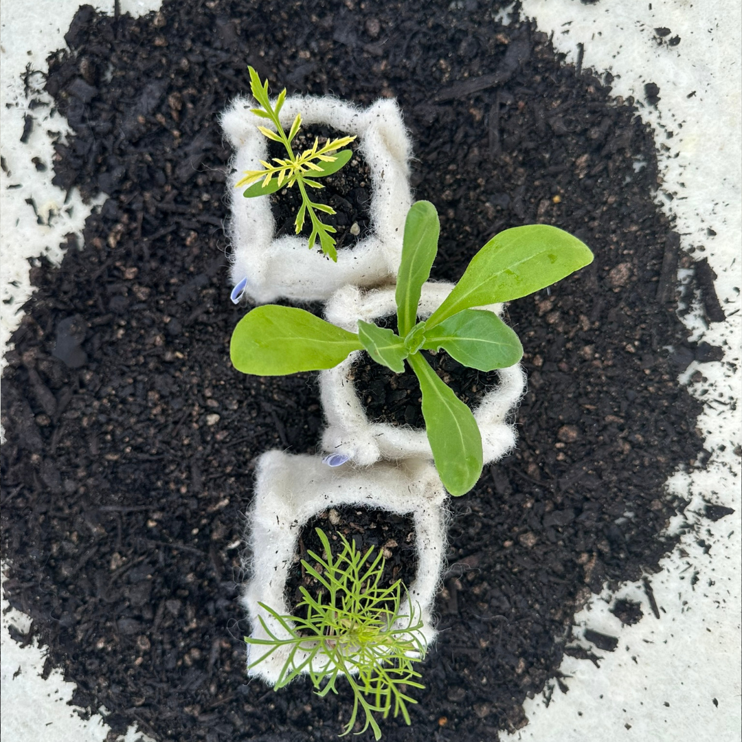 Three small potted plants with insulating material between them, planted in dark soil on a white surface.