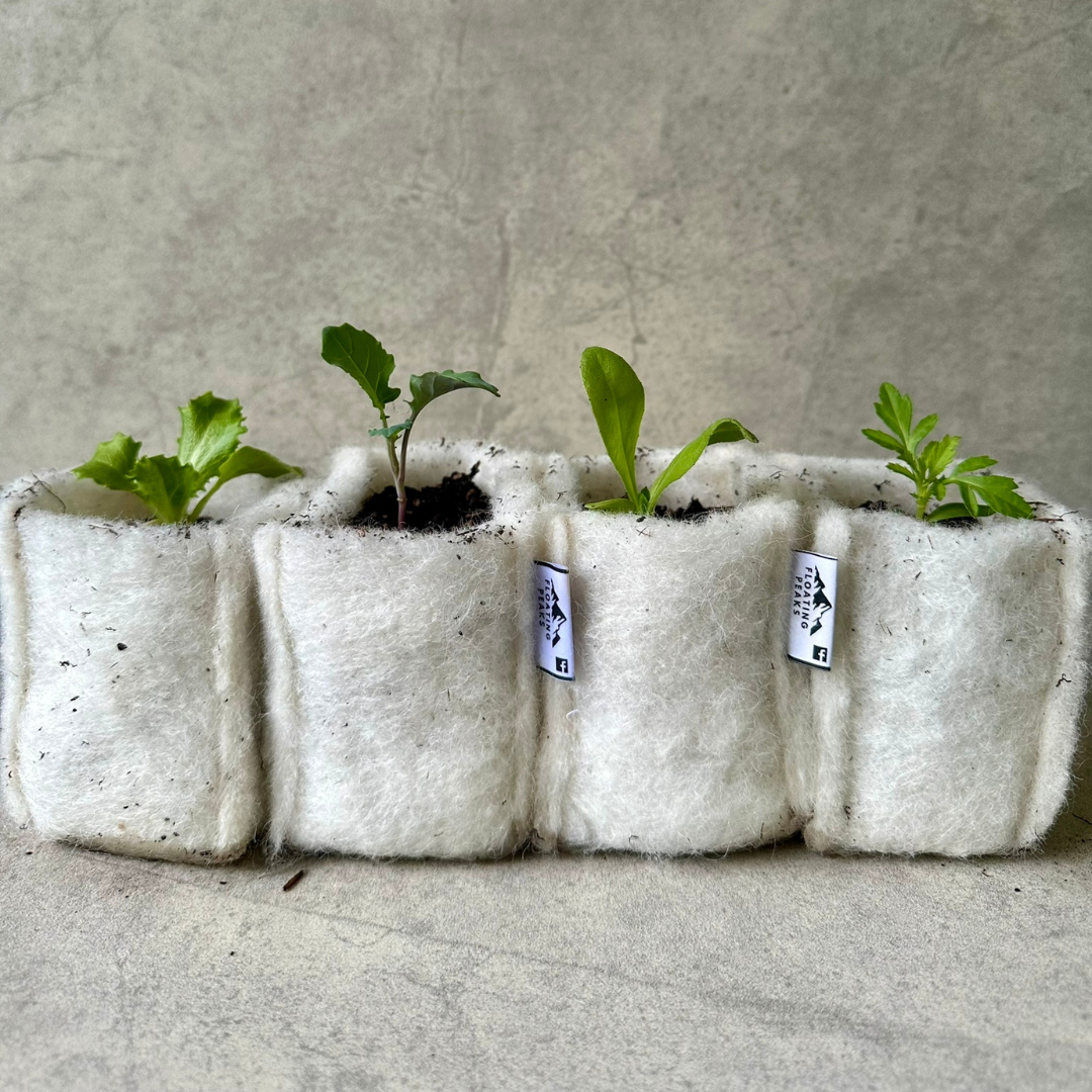 Four seedlings growing in white felt pots placed on a light surface with a gray background.