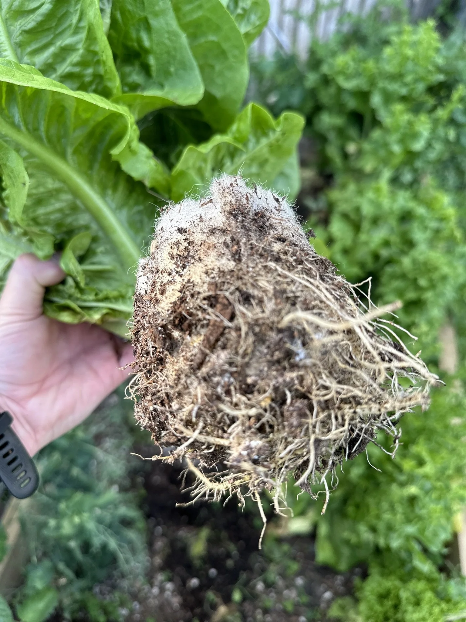 Close-up of a person's hand holding a root vegetable, likely a rutabaga or turnip, with green leafy tops in the background.