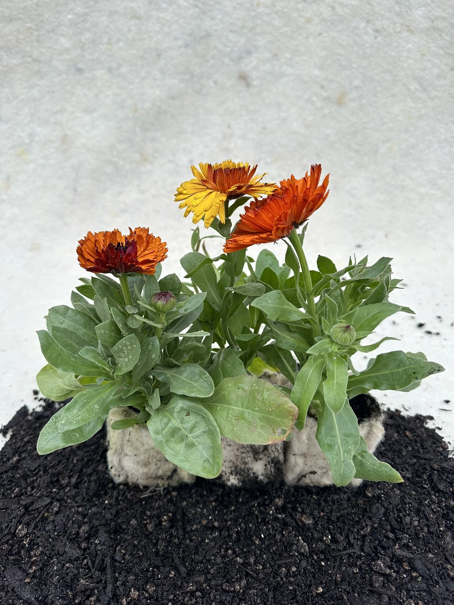 Colorful calendula flowers with orange and yellow petals grow in dark soil against a light background.