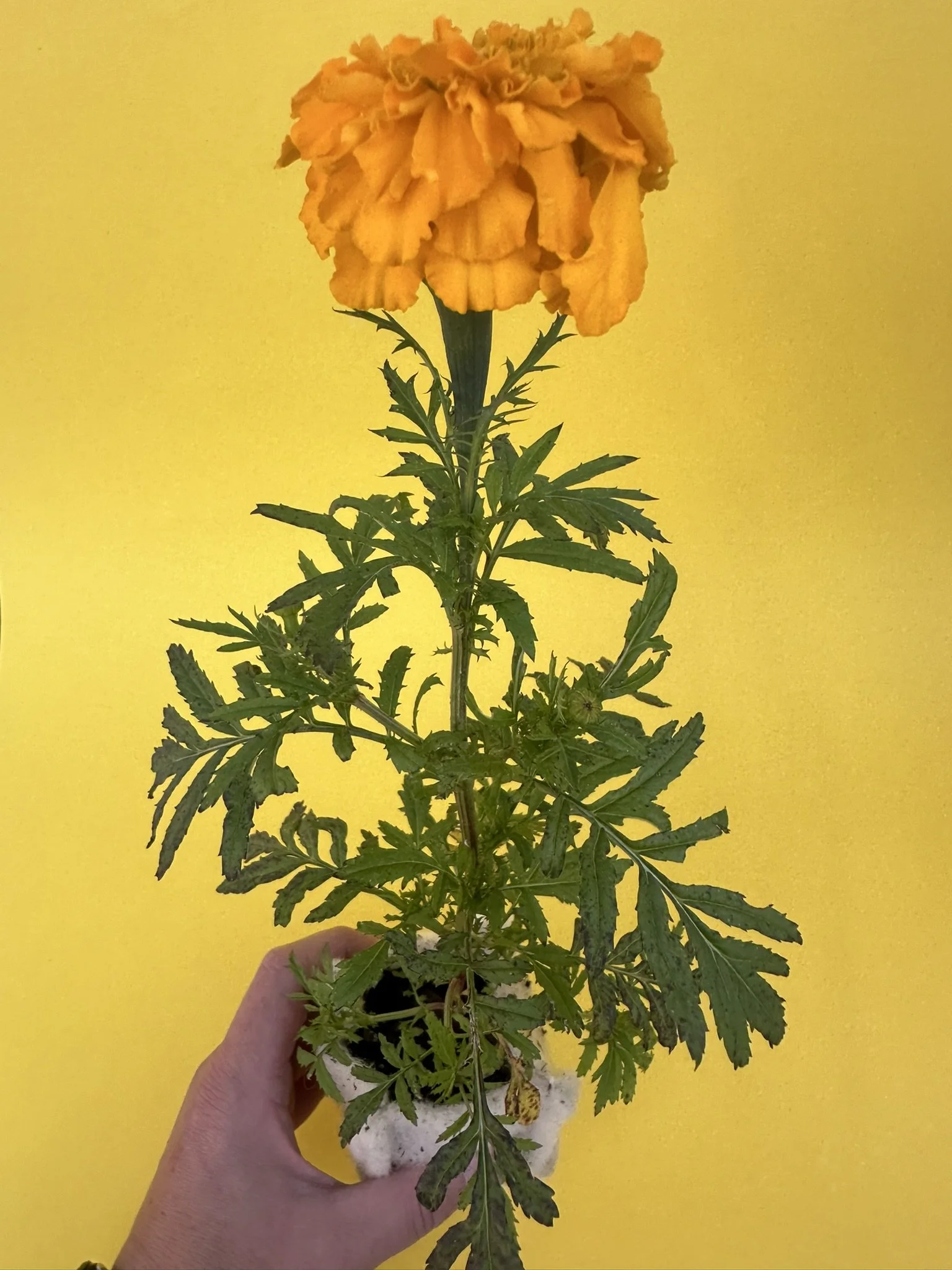 A person holding a potted marigold flower with yellow petals against a yellow background.