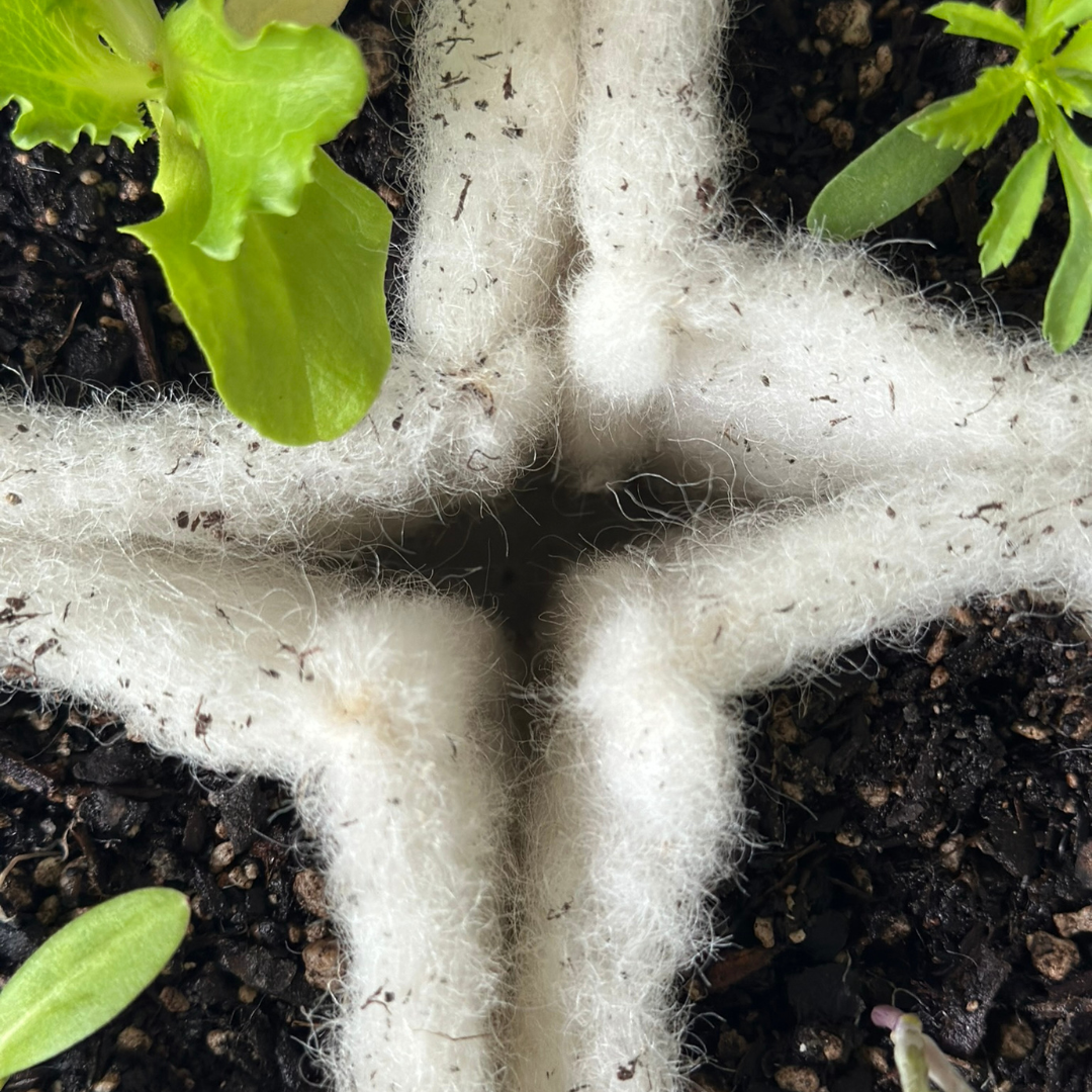 Close-up of a cotton plant with fluffy white cotton bolls in early stage of harvesting, surrounded by small green leaves and dark soil.
