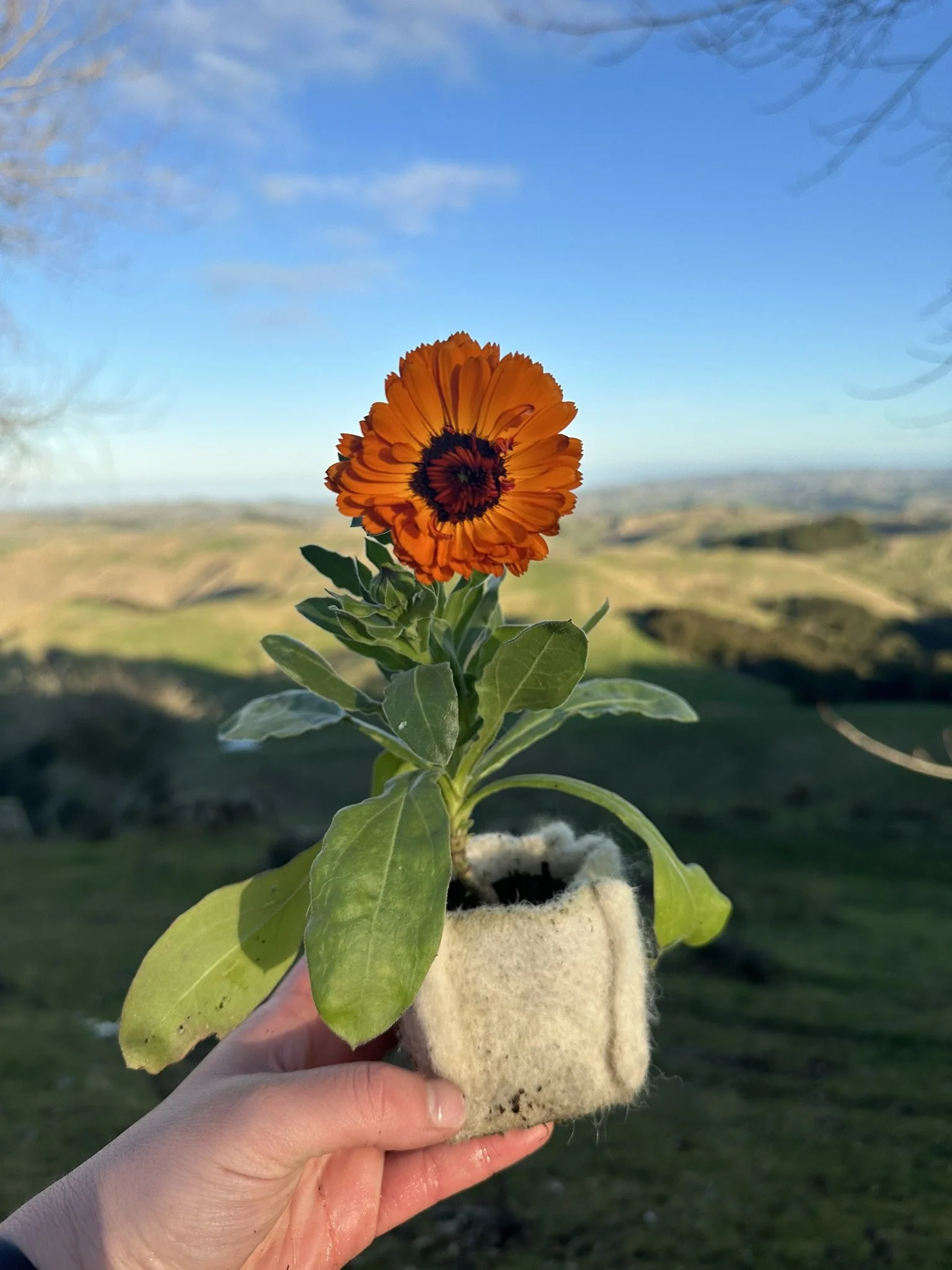 A person holding a small potted plant with green leaves and an orange flower against a landscape with a blue sky and distant hills.