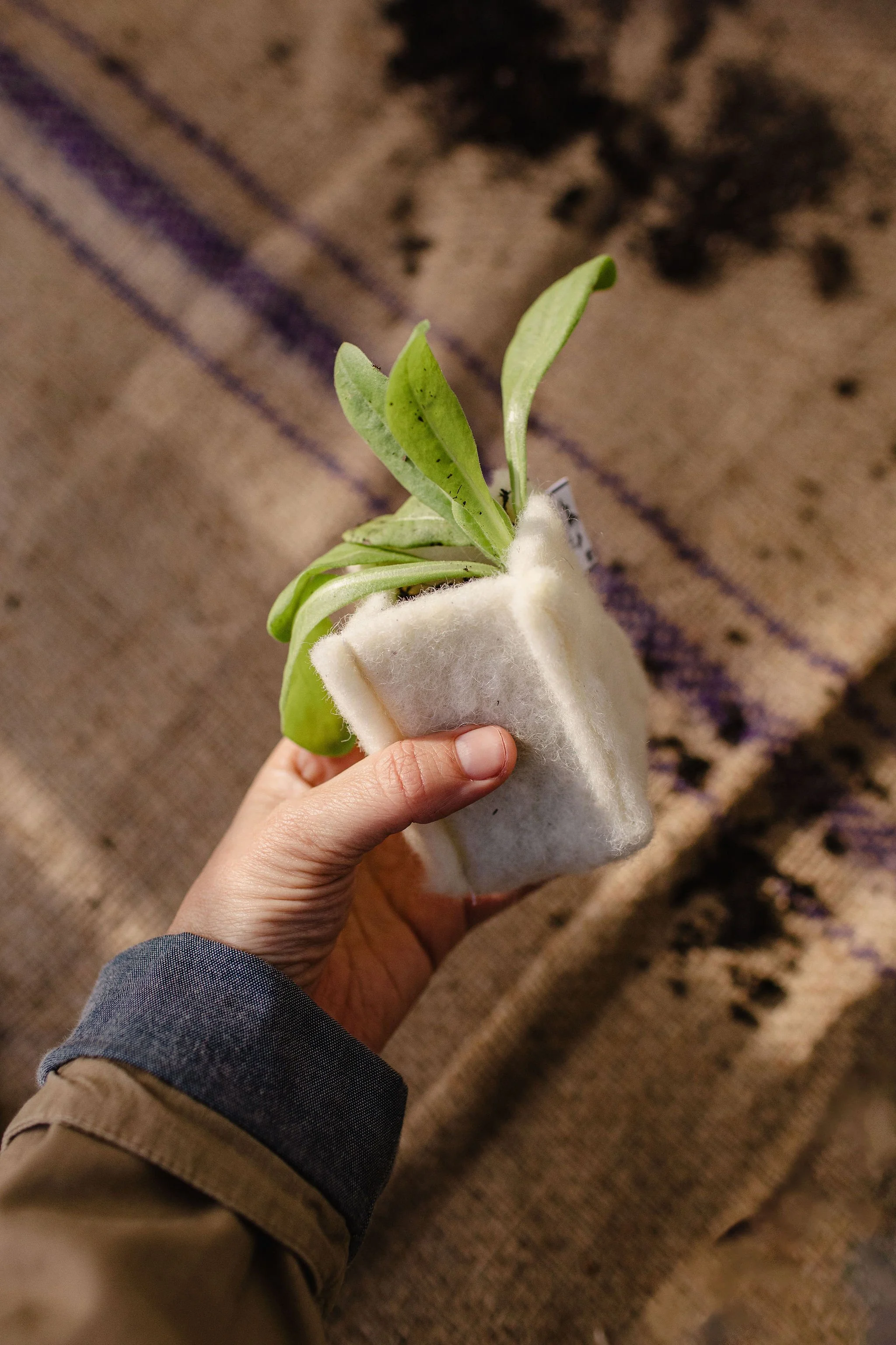 A hand holding a small plant in a white foam container on a brown patterned fabric background.