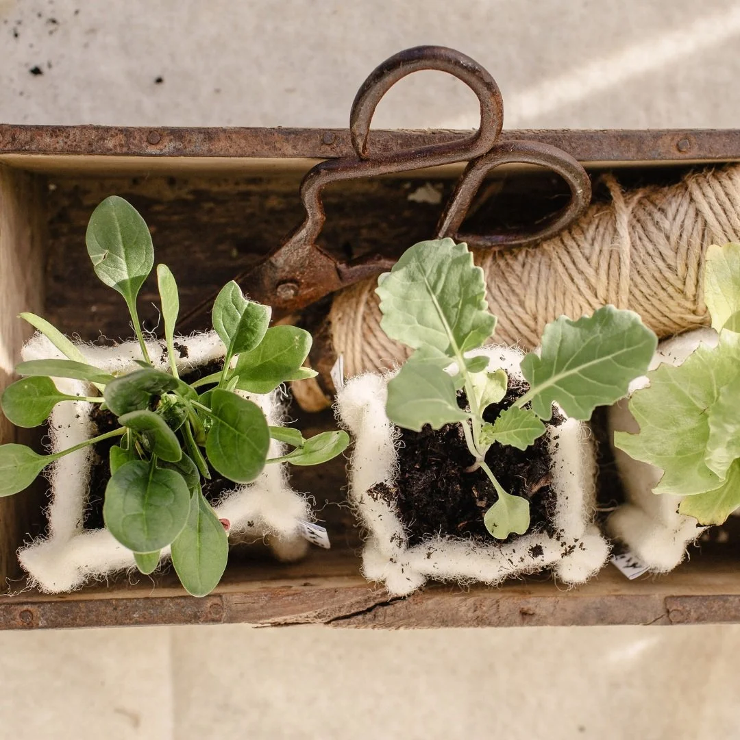 Three small potted plants in a wooden container, with green leaves, soil, and white foam supports, and a spool of twine and rusty scissors in the background.