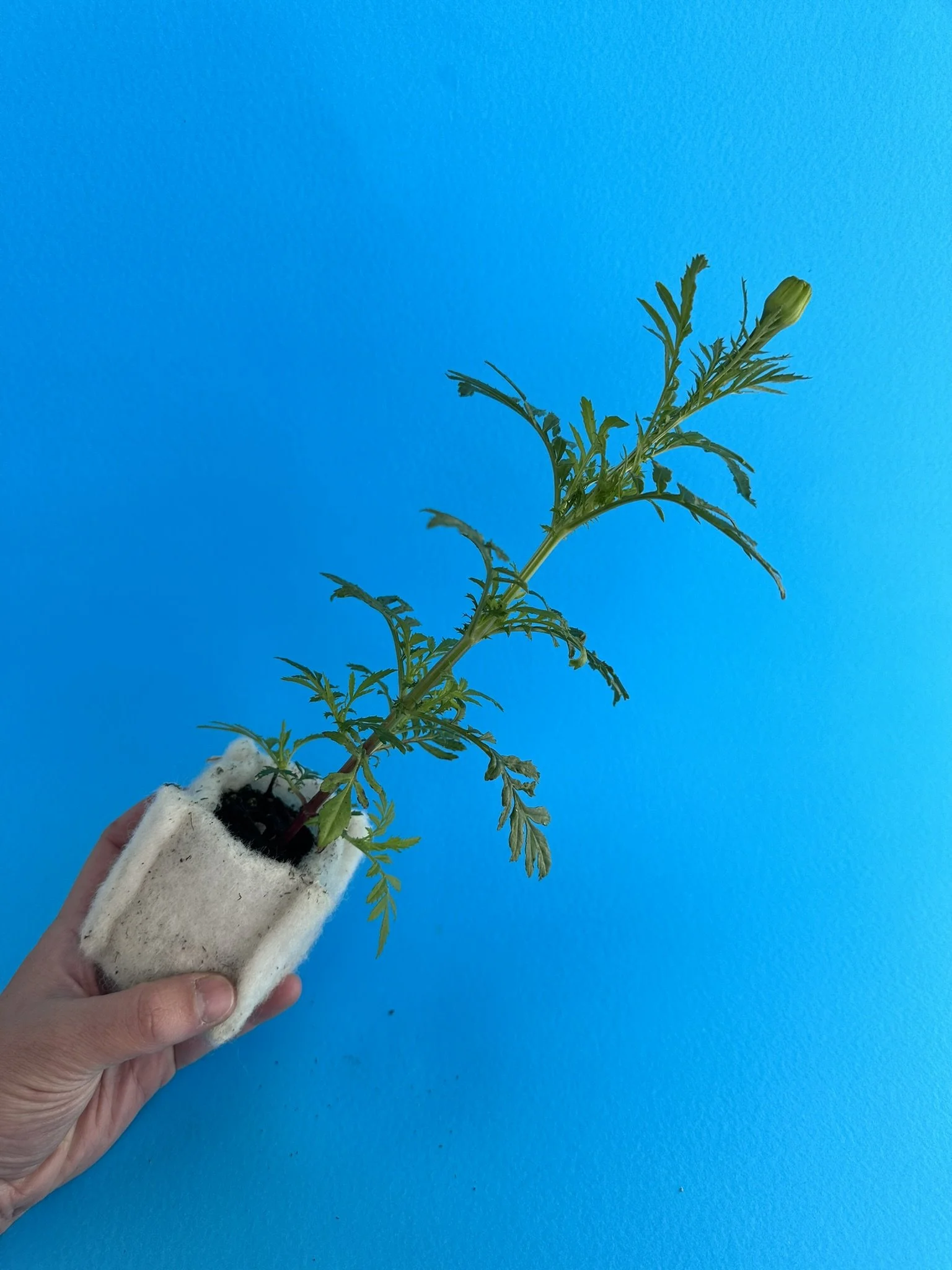 A hand holding a small potted plant with green leaves against a bright blue background.