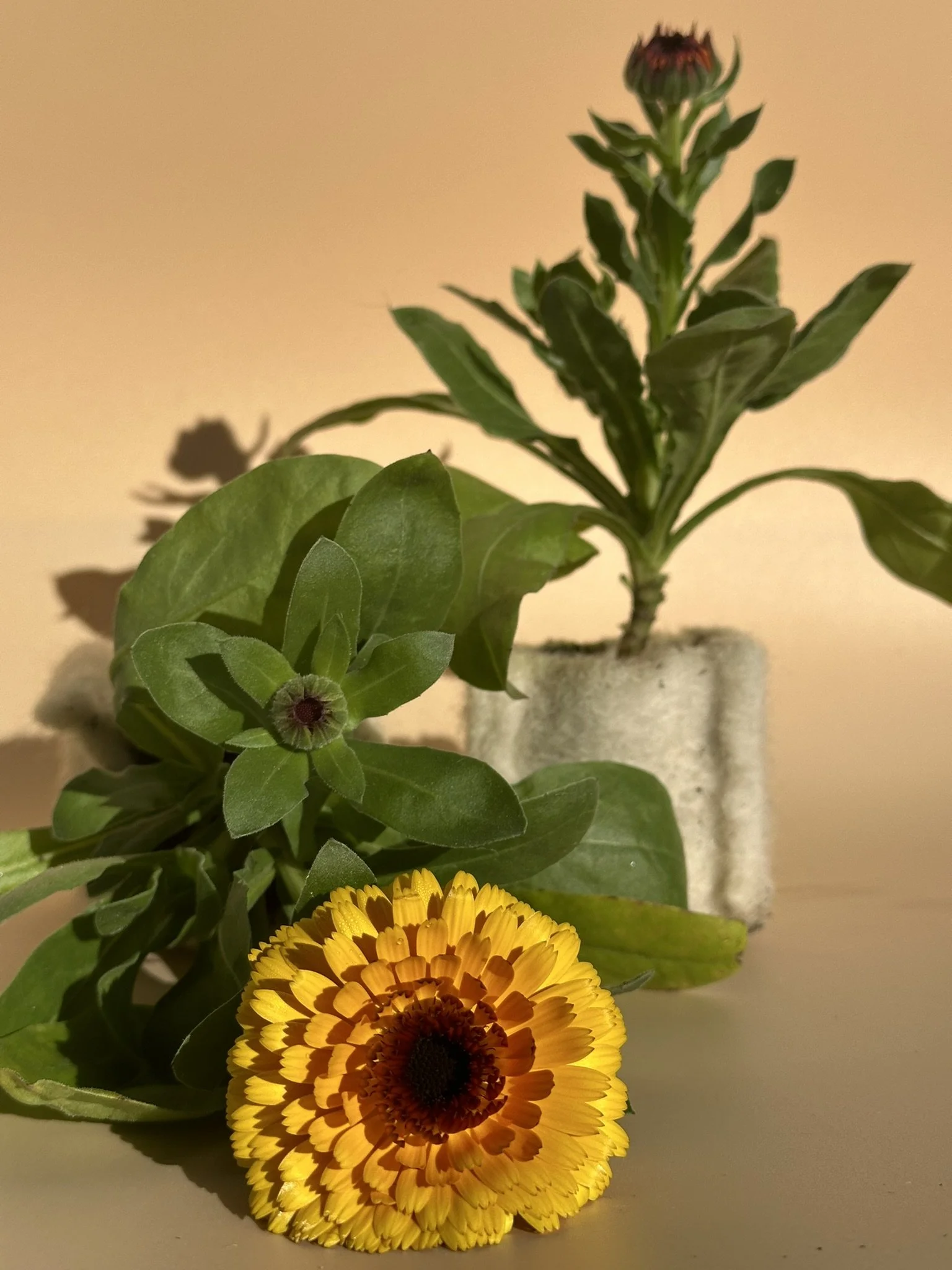 A bouquet with green leaves, a purple flower bud, and two bright orange and yellow flowers in a vase against a beige background.