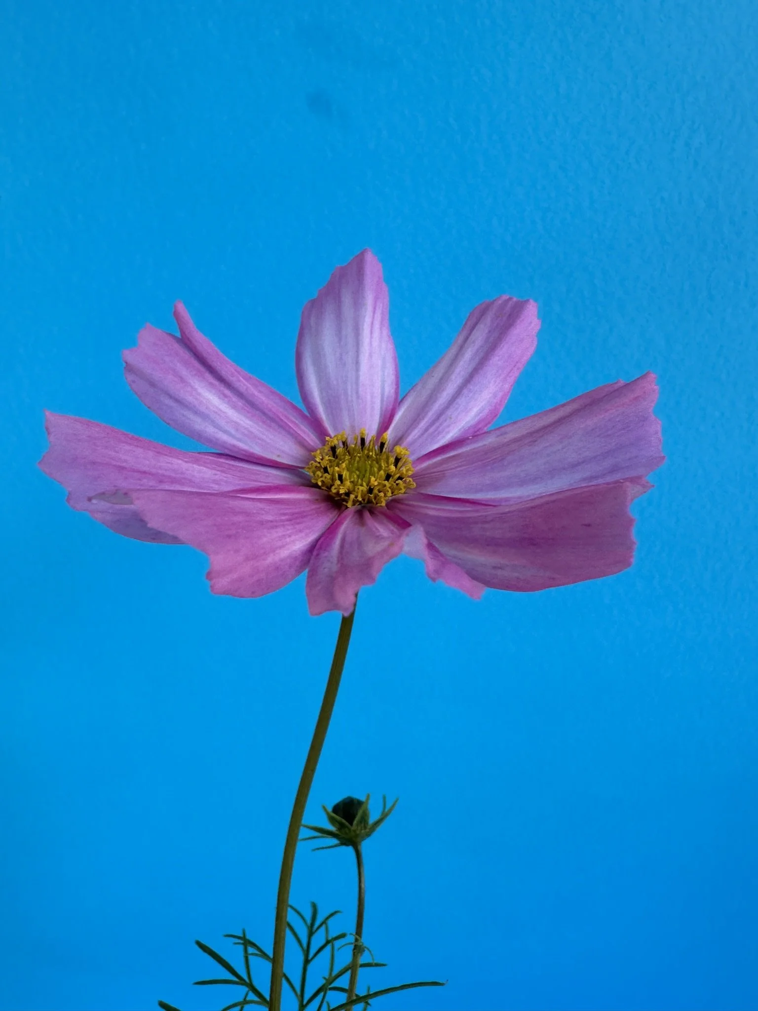 A close-up of a pink flower with a yellow center against a blue sky background.