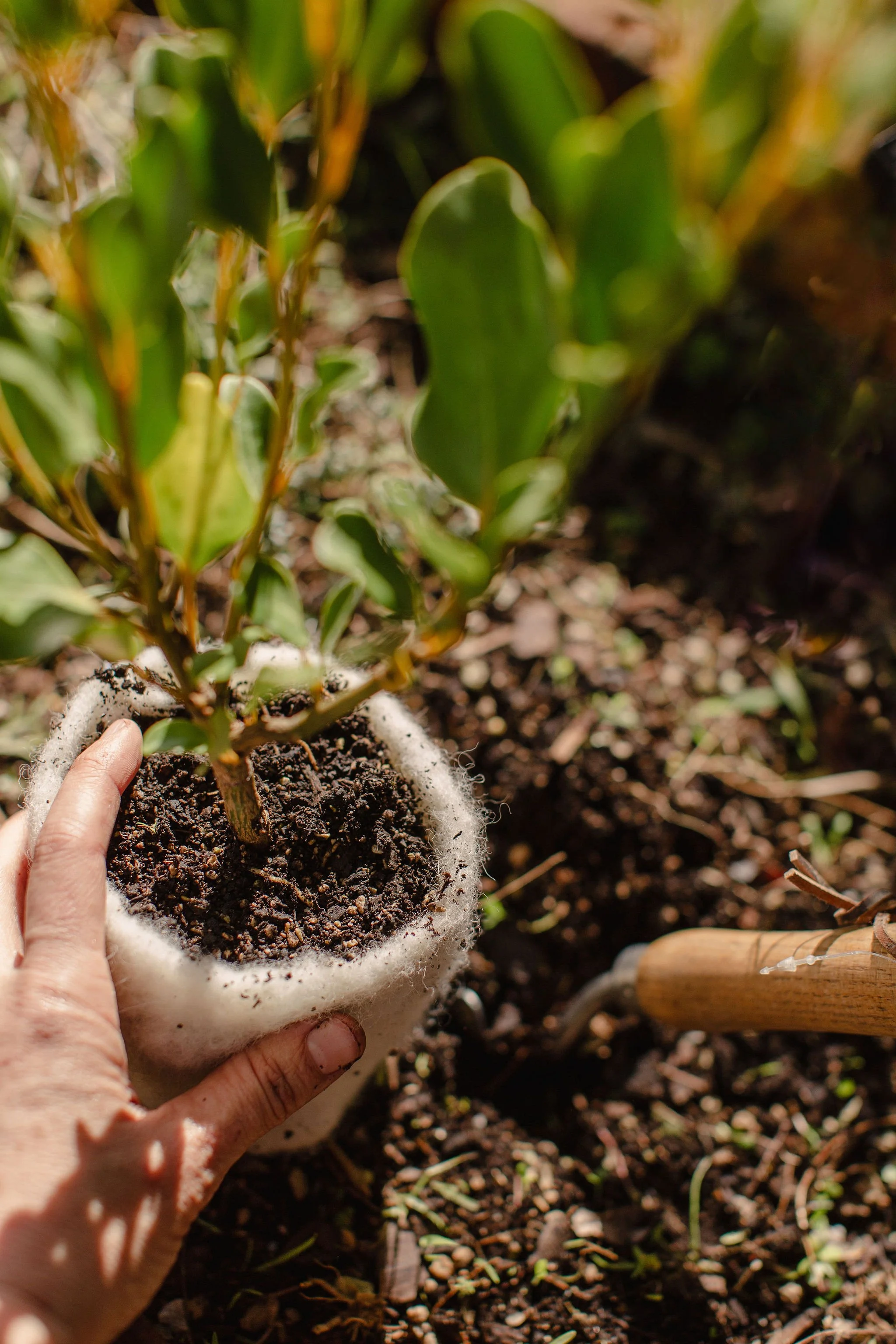 A person holding a small white fabric pot filled with dark soil, with a green plant growing in it. The background shows more soil and some green plants.