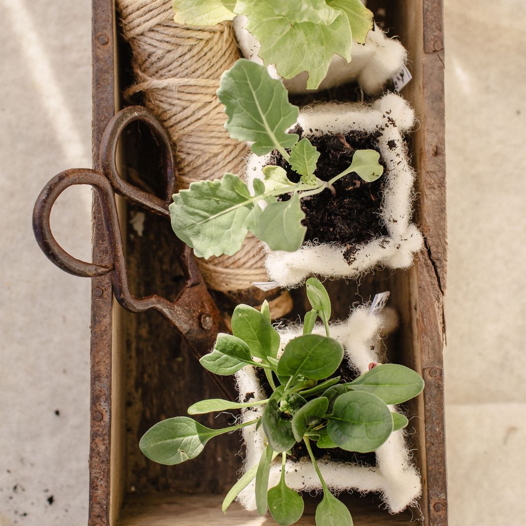 Three small potted plants, with green leaves, are inside a rustic wooden box. The pots are wrapped with white fabric or foam, and there is a roll of twine and rusty scissors next to them.